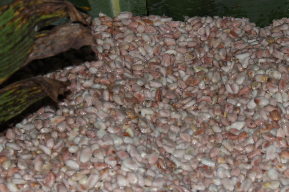 Como Garantir a Qualidade do Cacau: Etapas Essenciais do Processo