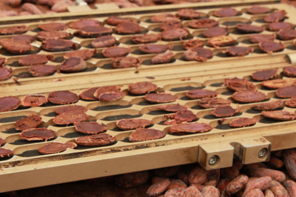 Como Garantir a Qualidade do Cacau: Etapas Essenciais do Processo