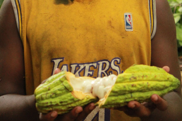 Como Garantir a Qualidade do Cacau: Etapas Essenciais do Processo